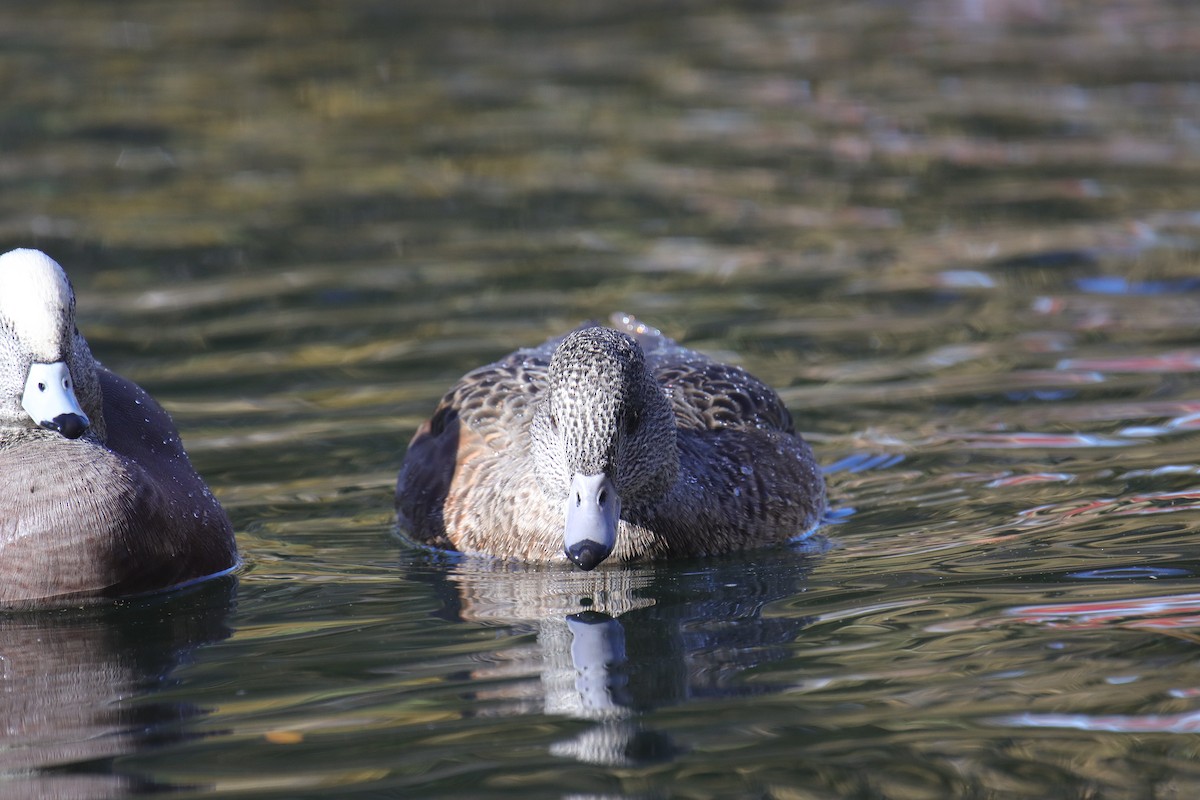 hvízdák americký - ML645242427