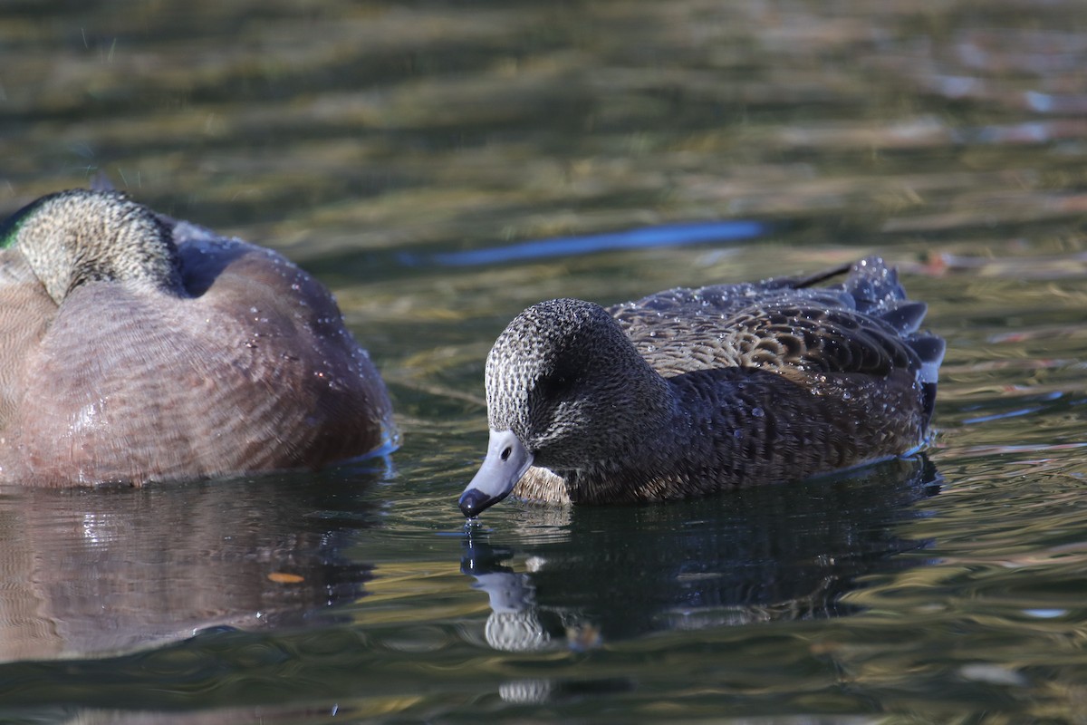 hvízdák americký - ML645242432