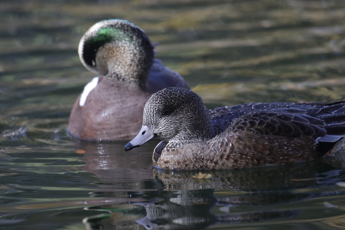 hvízdák americký - ML645242435