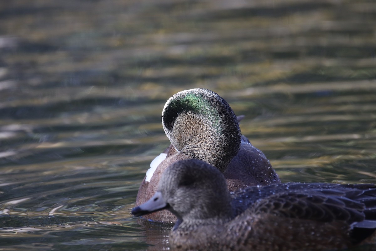 hvízdák americký - ML645242436