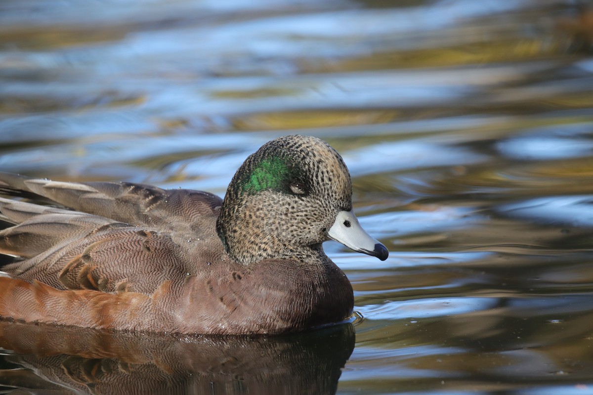 hvízdák americký - ML645242442