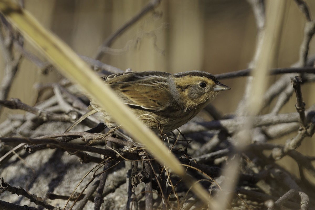 Nelson's Sparrow - ML645242443