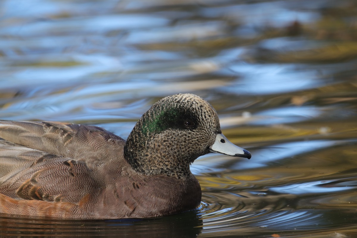 hvízdák americký - ML645242446