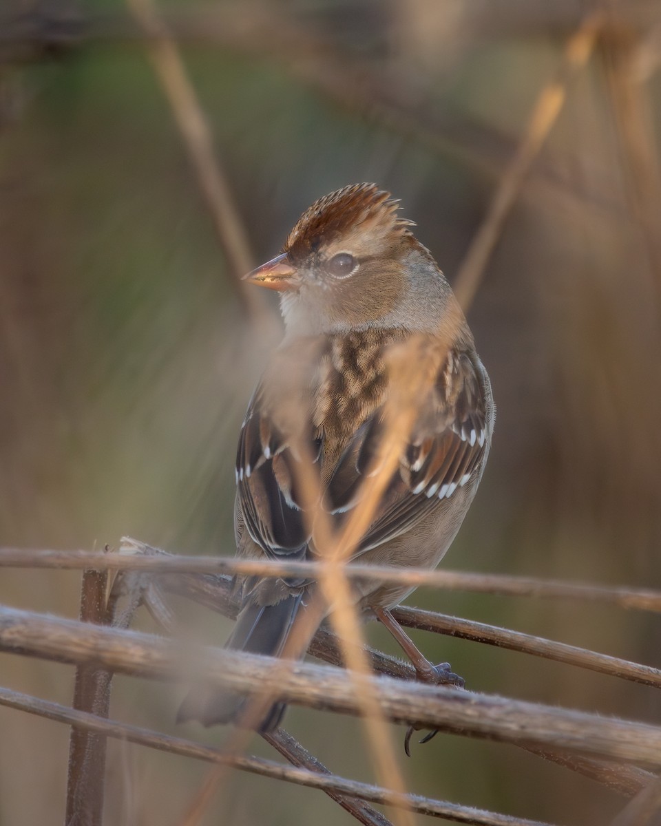 Porsuk Serçesi - ML645242451