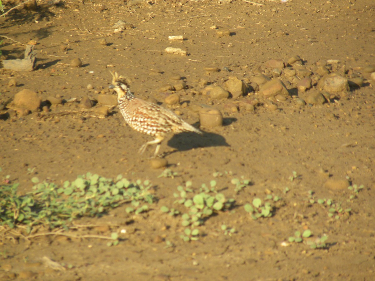 sørkrattvaktel - ML645242455