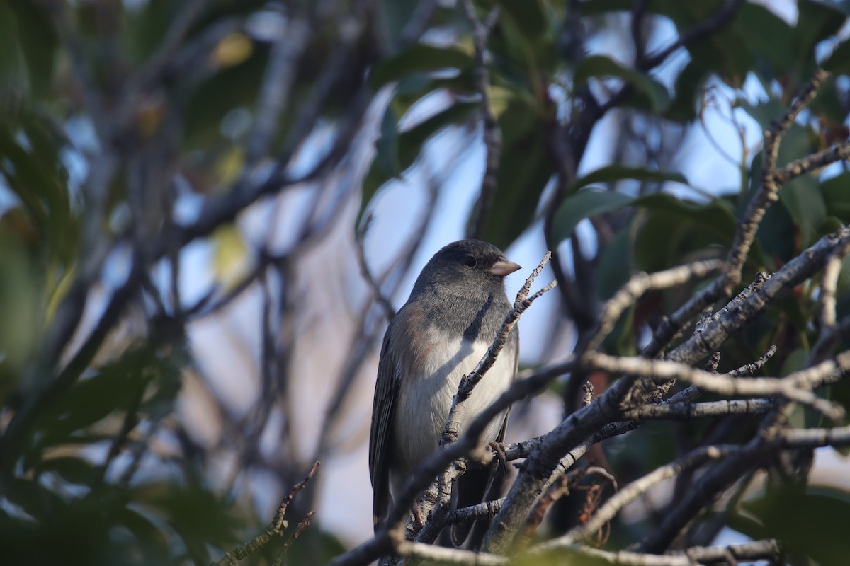 Dark-eyed Junco (Oregon) - ML645242457