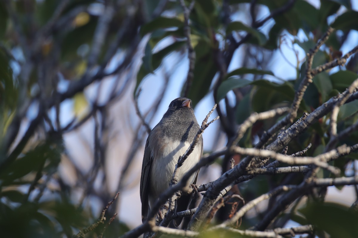 Dark-eyed Junco (Oregon) - ML645242460