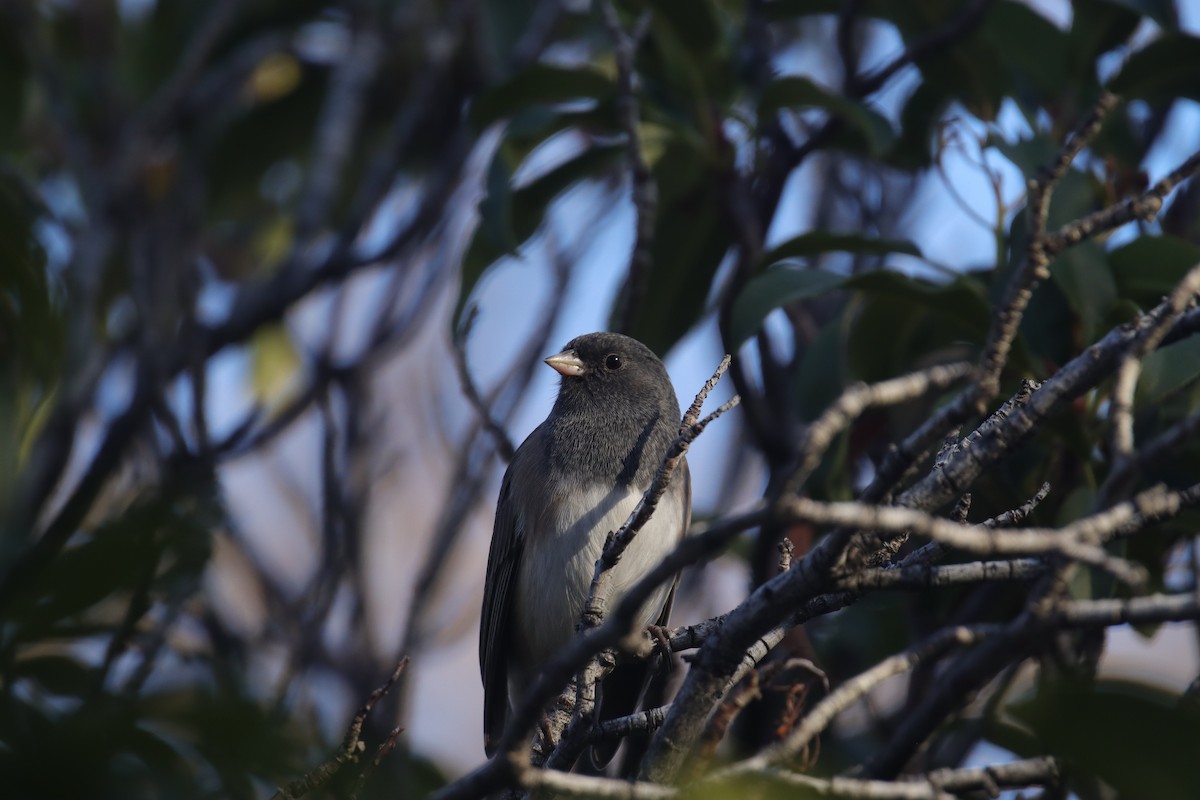 Dark-eyed Junco (Oregon) - ML645242467