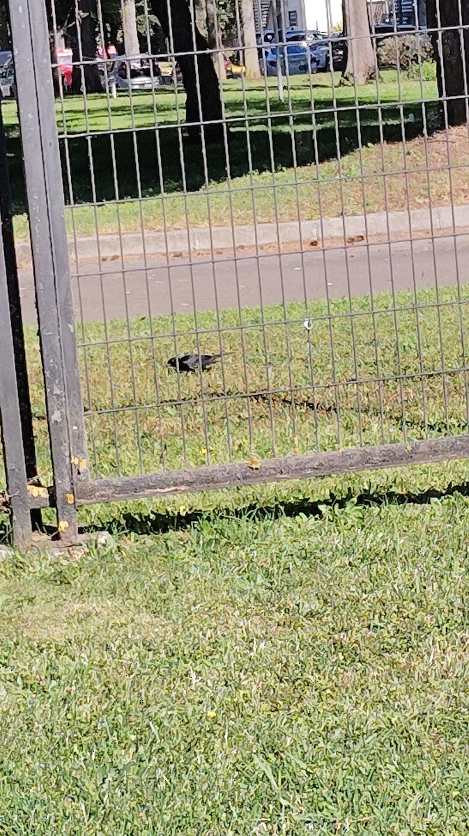 Austral Blackbird - ML645242471