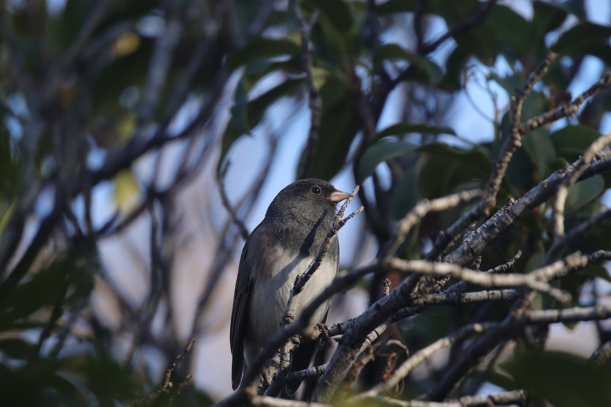 Dark-eyed Junco (Oregon) - ML645242475