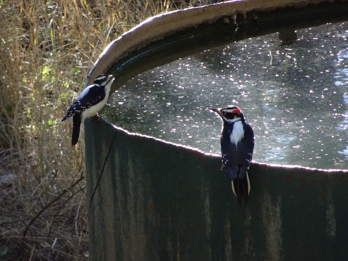 Hairy Woodpecker - ML645242488