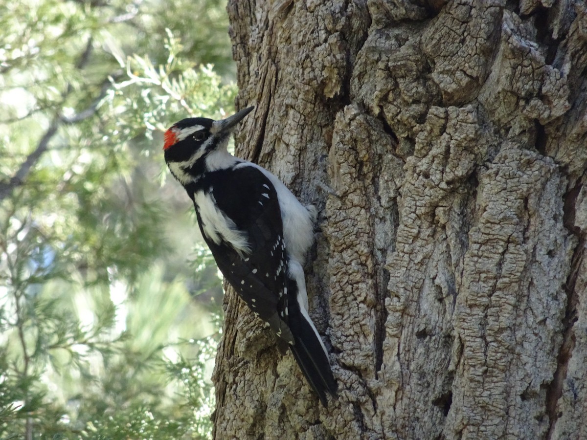 Hairy Woodpecker - ML645242495