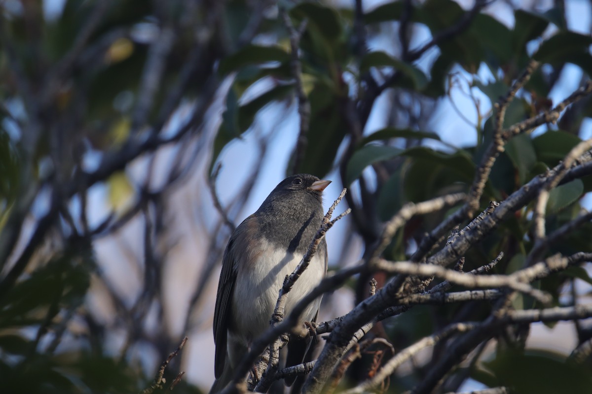 Dark-eyed Junco (Oregon) - ML645242497