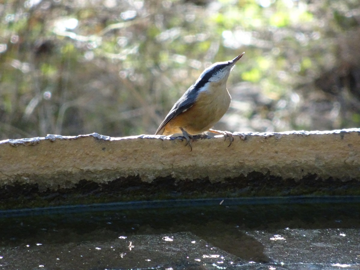 Red-breasted Nuthatch - ML645242502