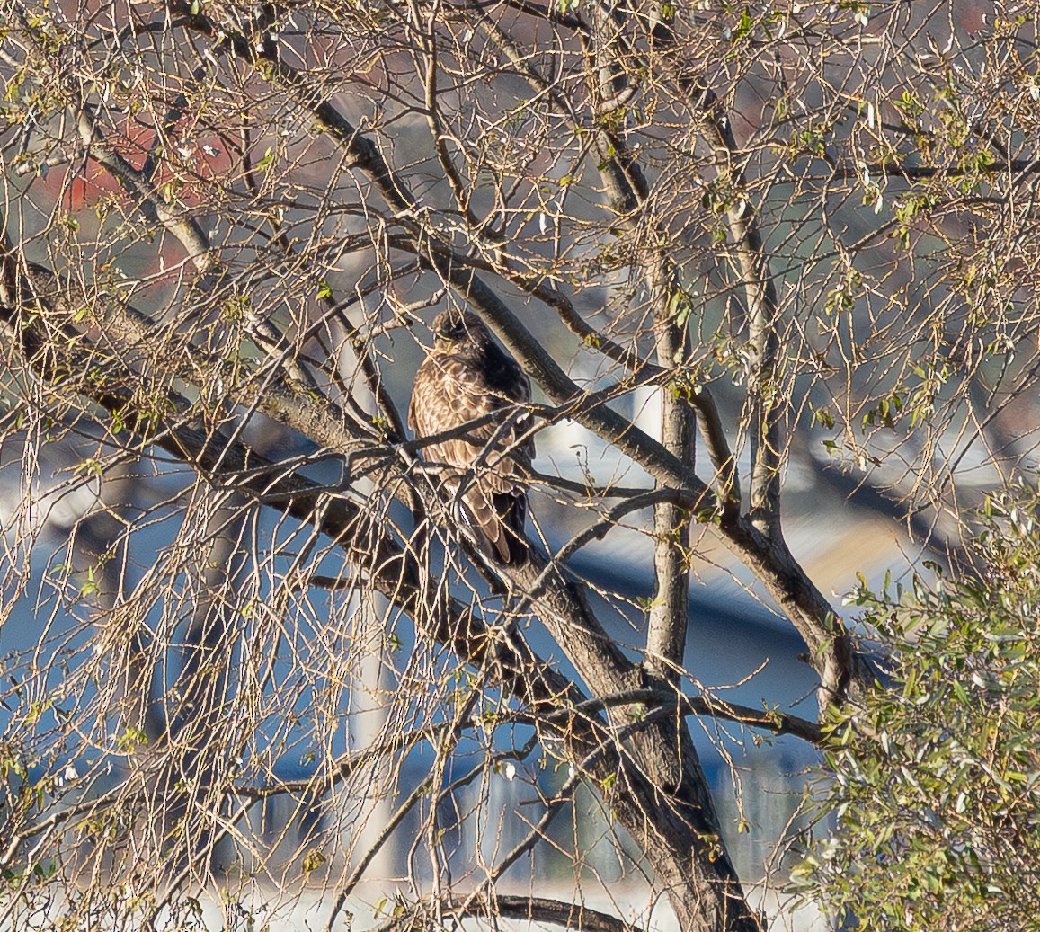 Buteo sp. - ML645242506