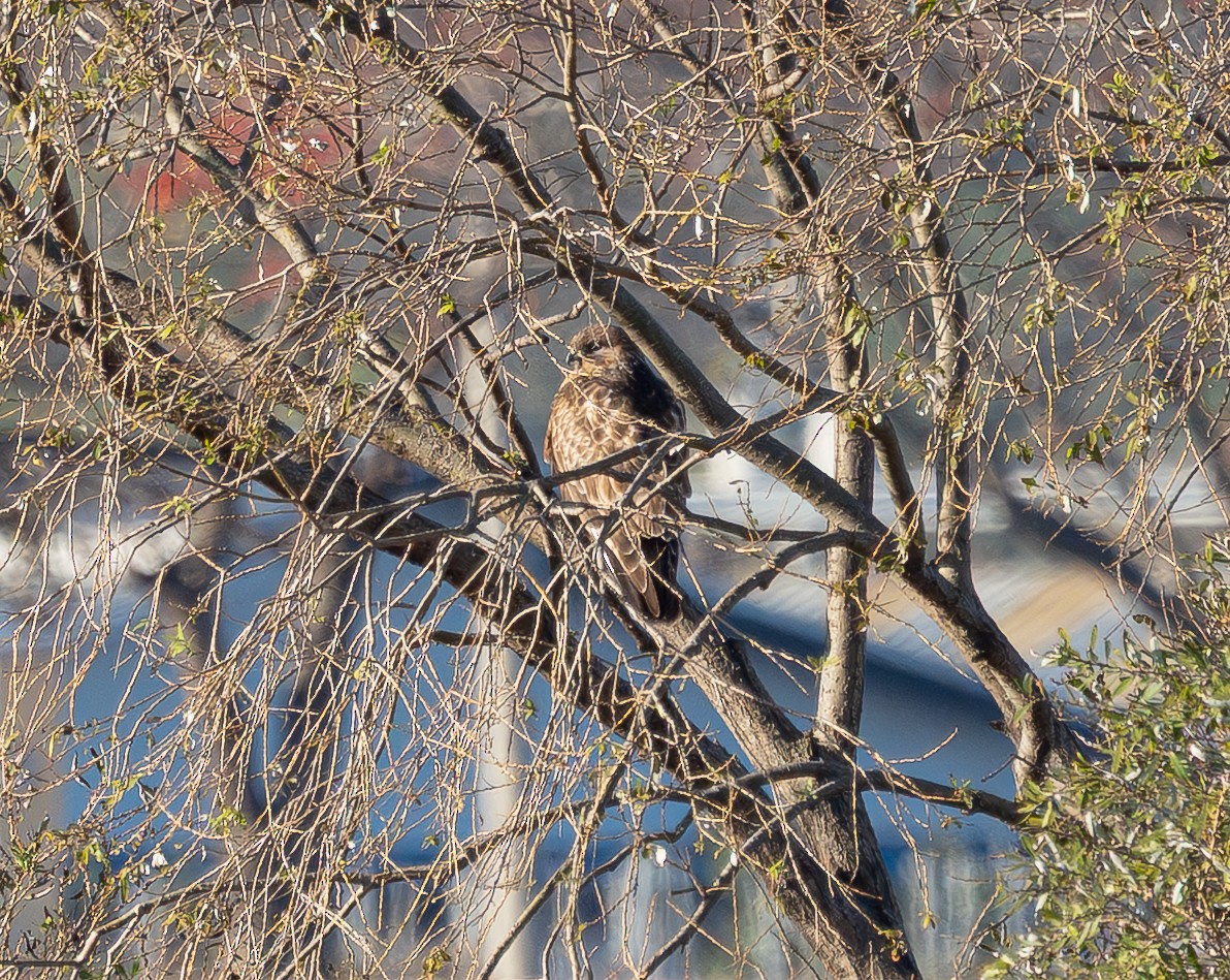 Buteo sp. - ML645242507