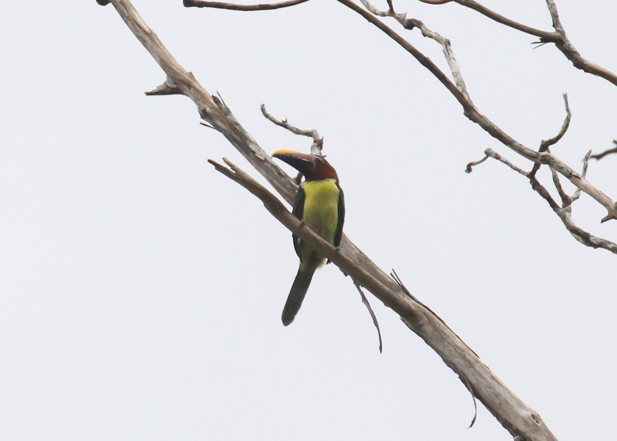 Green Aracari - ML645242510