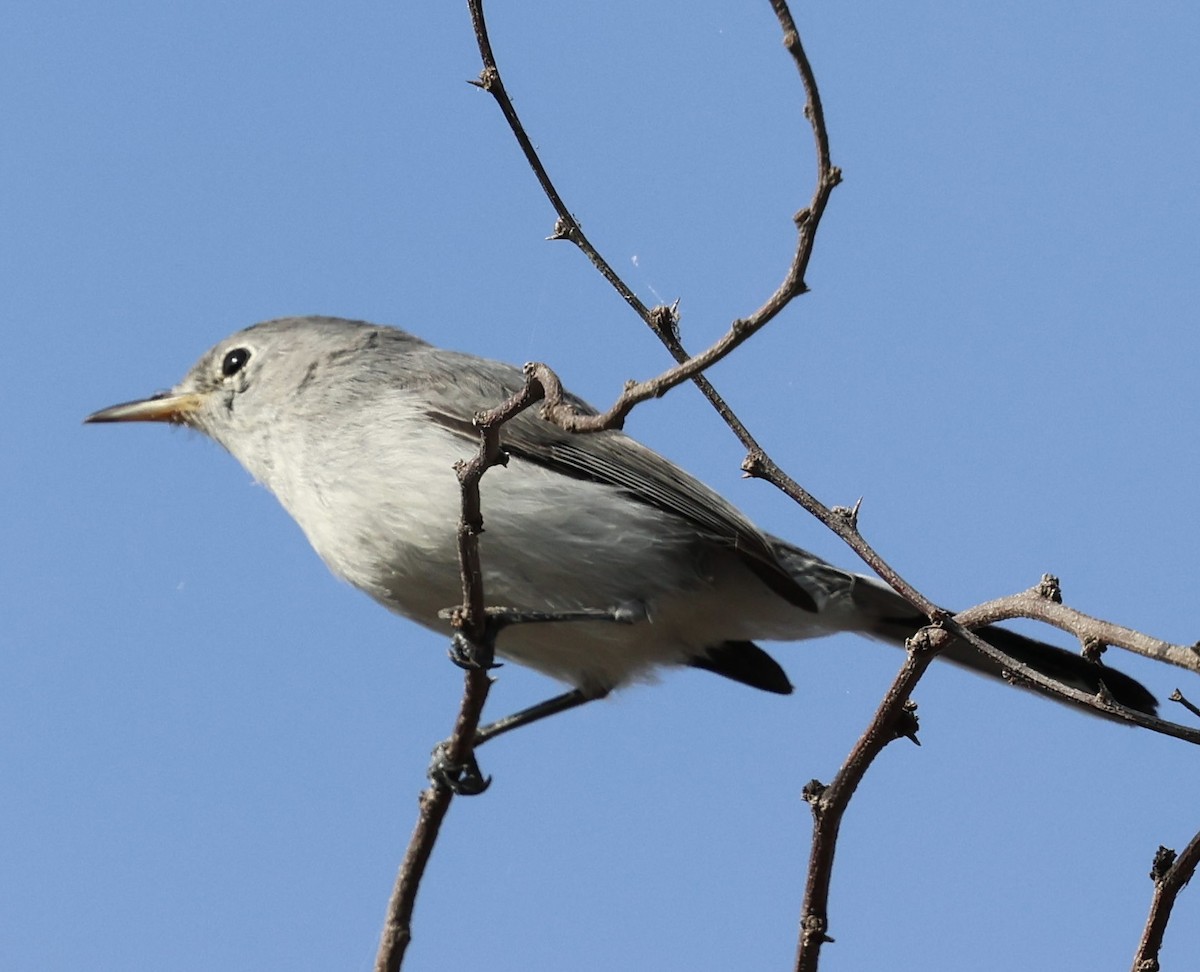 Perlita Grisilla - ML645242522