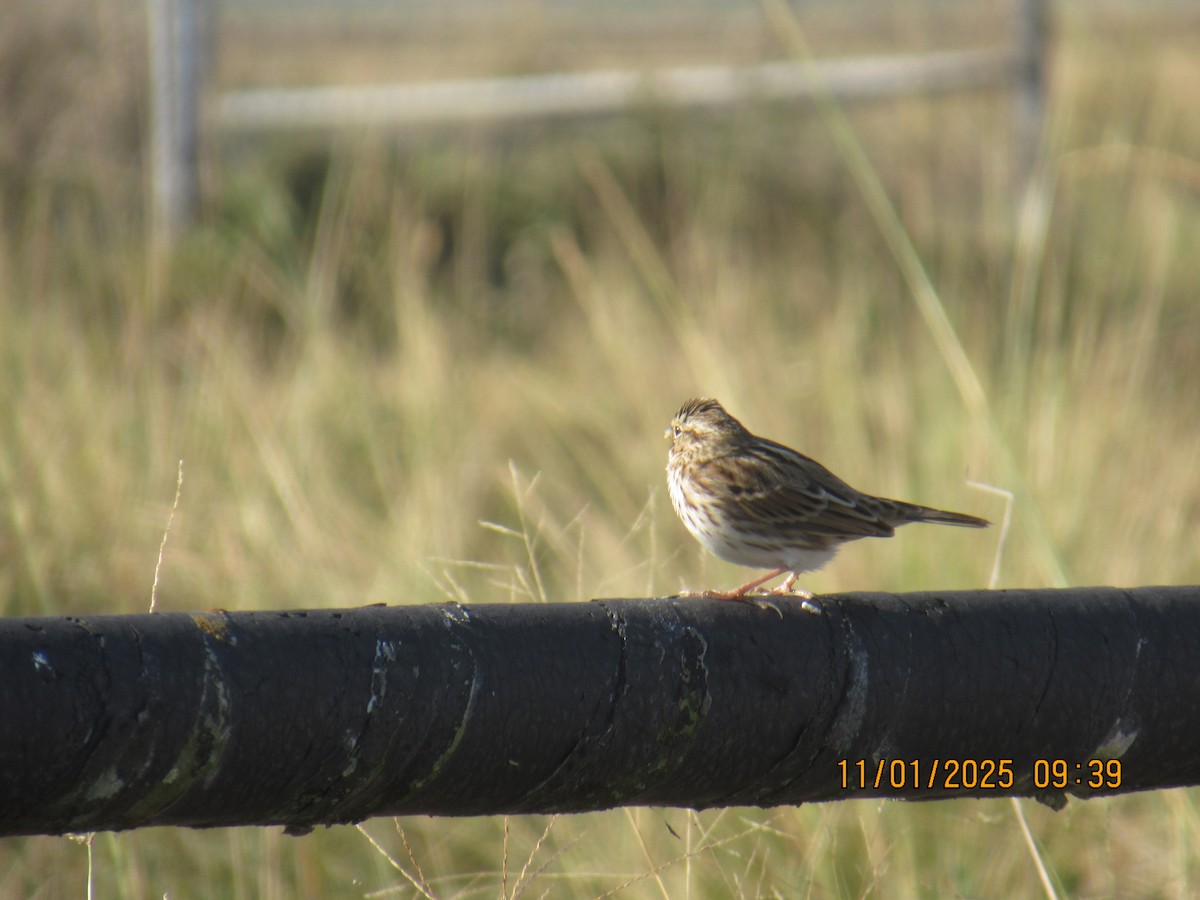 Пасовник савановий - ML645242525