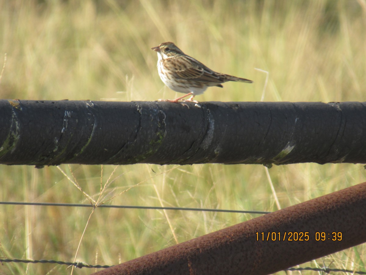 Пасовник савановий - ML645242528