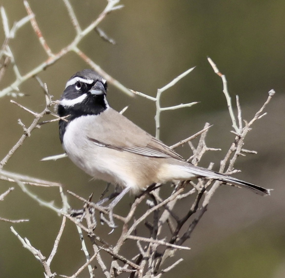 Black-throated Sparrow - ML645242533