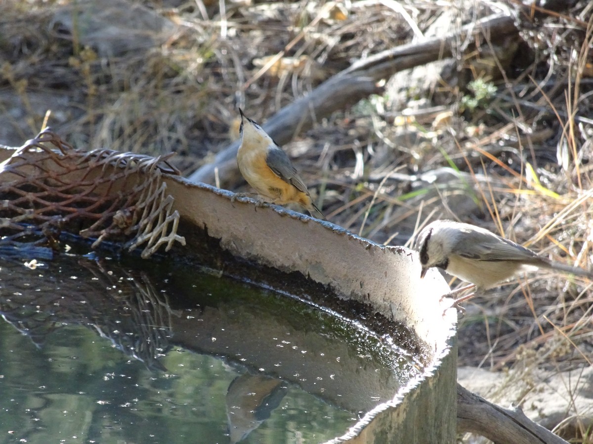 Mountain Chickadee - ML645242534