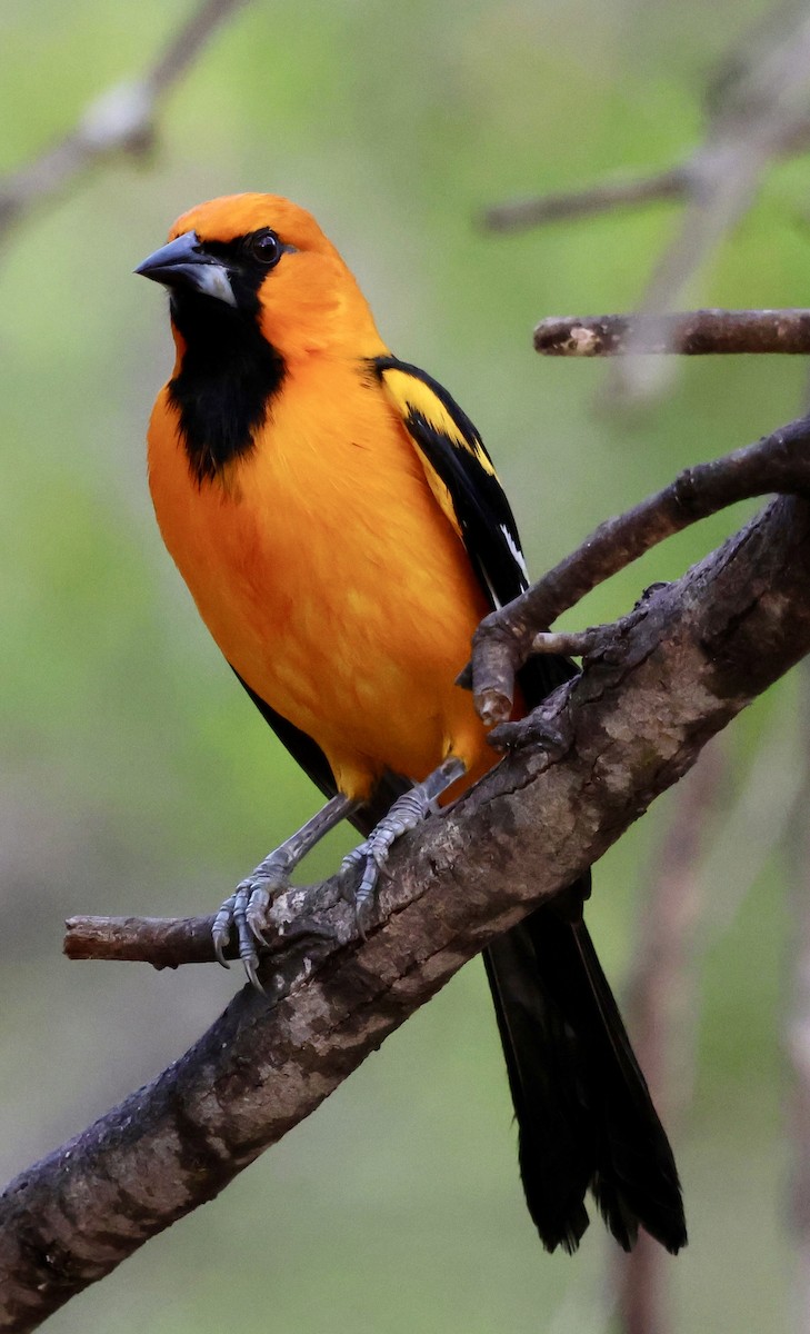 Altamira Oriole - ML645242549