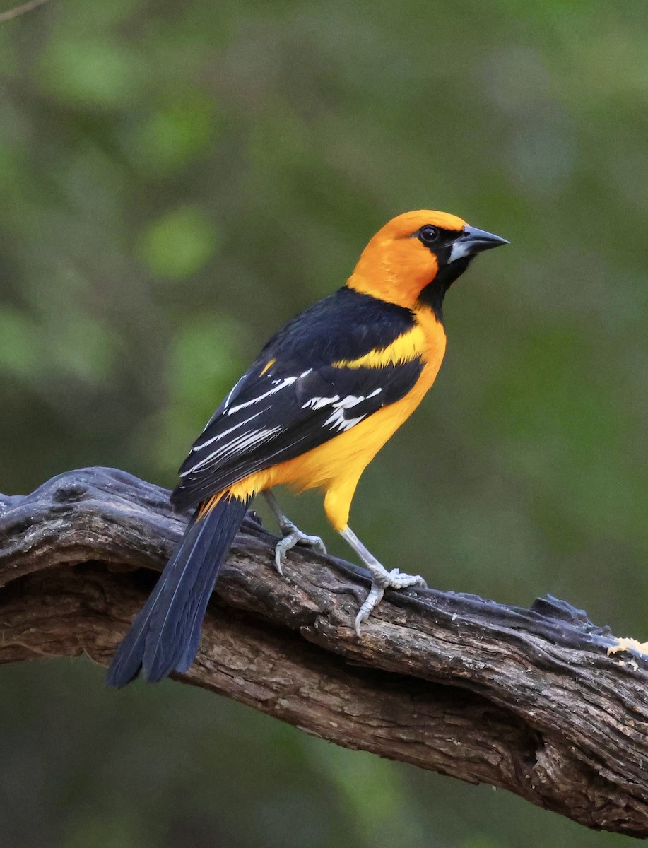Altamira Oriole - ML645242550