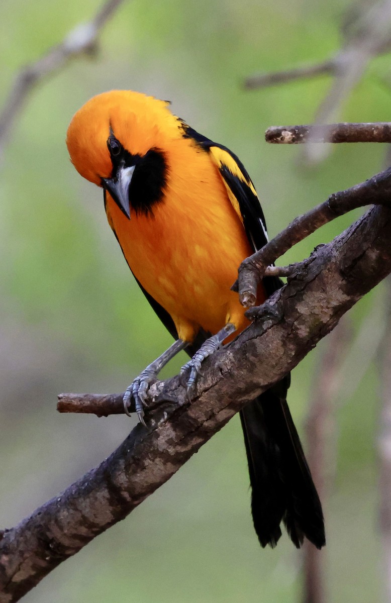 Altamira Oriole - ML645242551