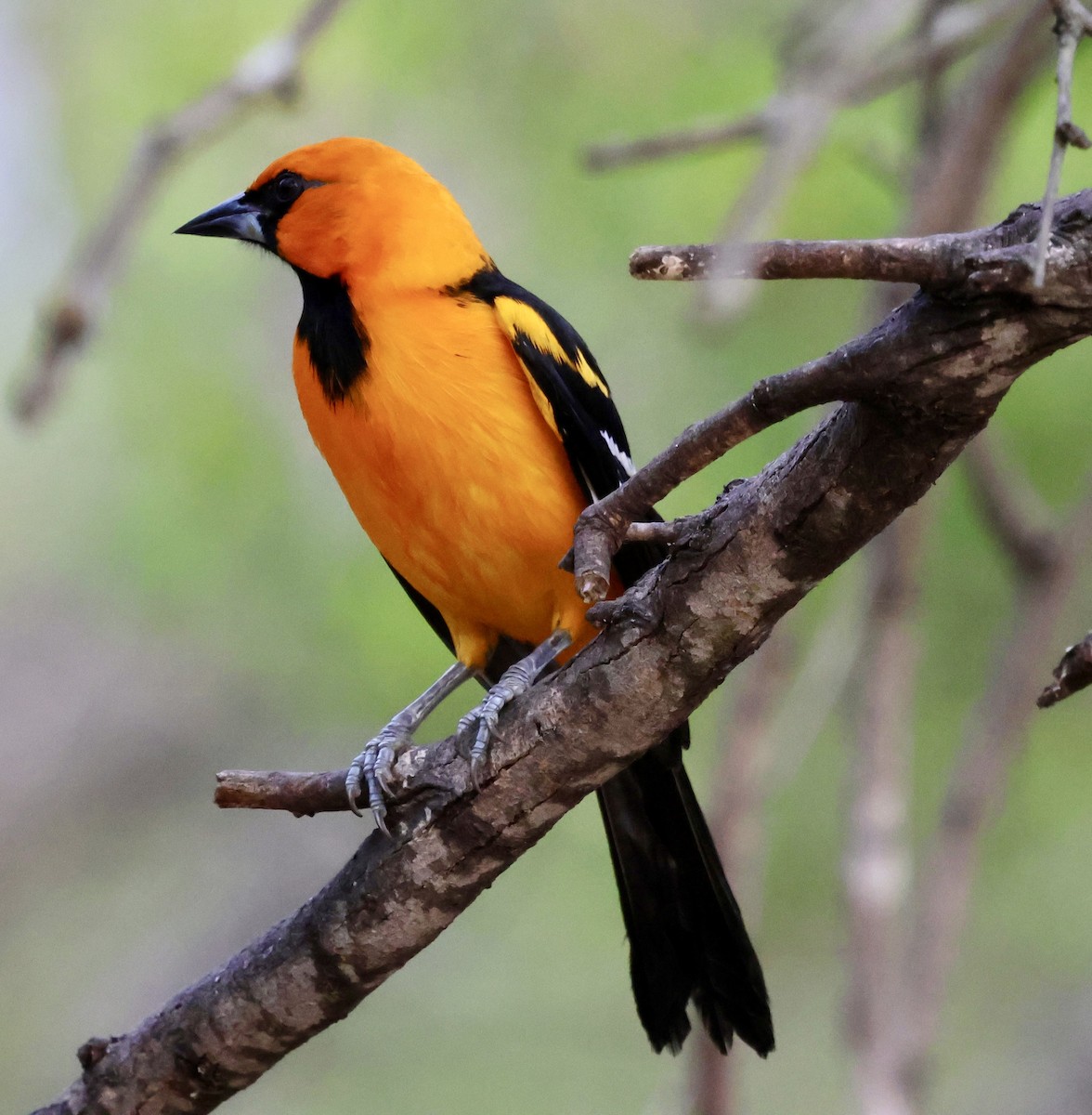 Altamira Oriole - ML645242552