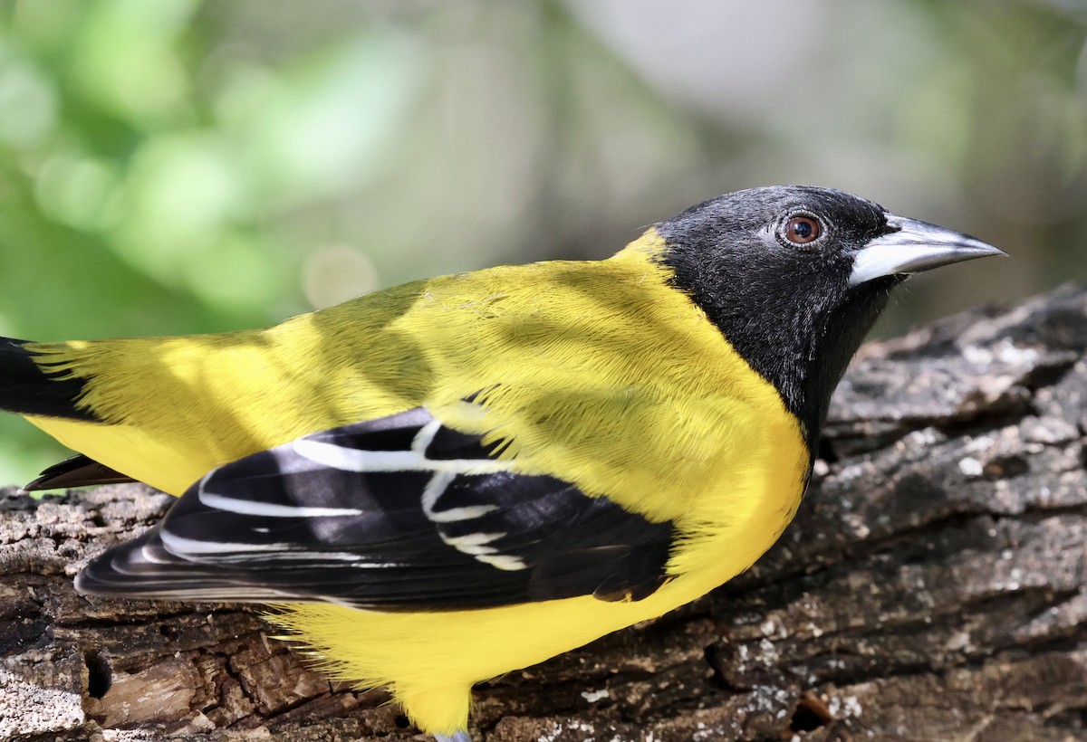 Audubon's Oriole - ML645242553