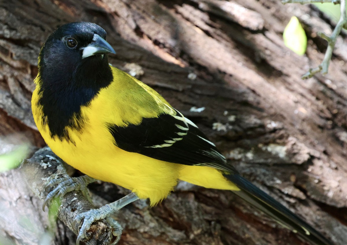 Audubon's Oriole - ML645242554