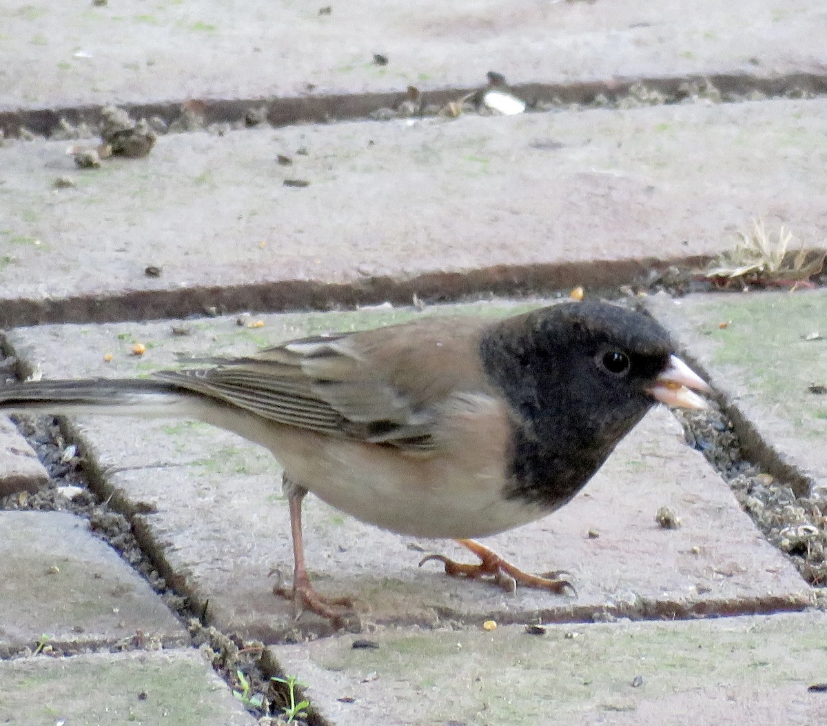 Dark-eyed Junco - ML645242565