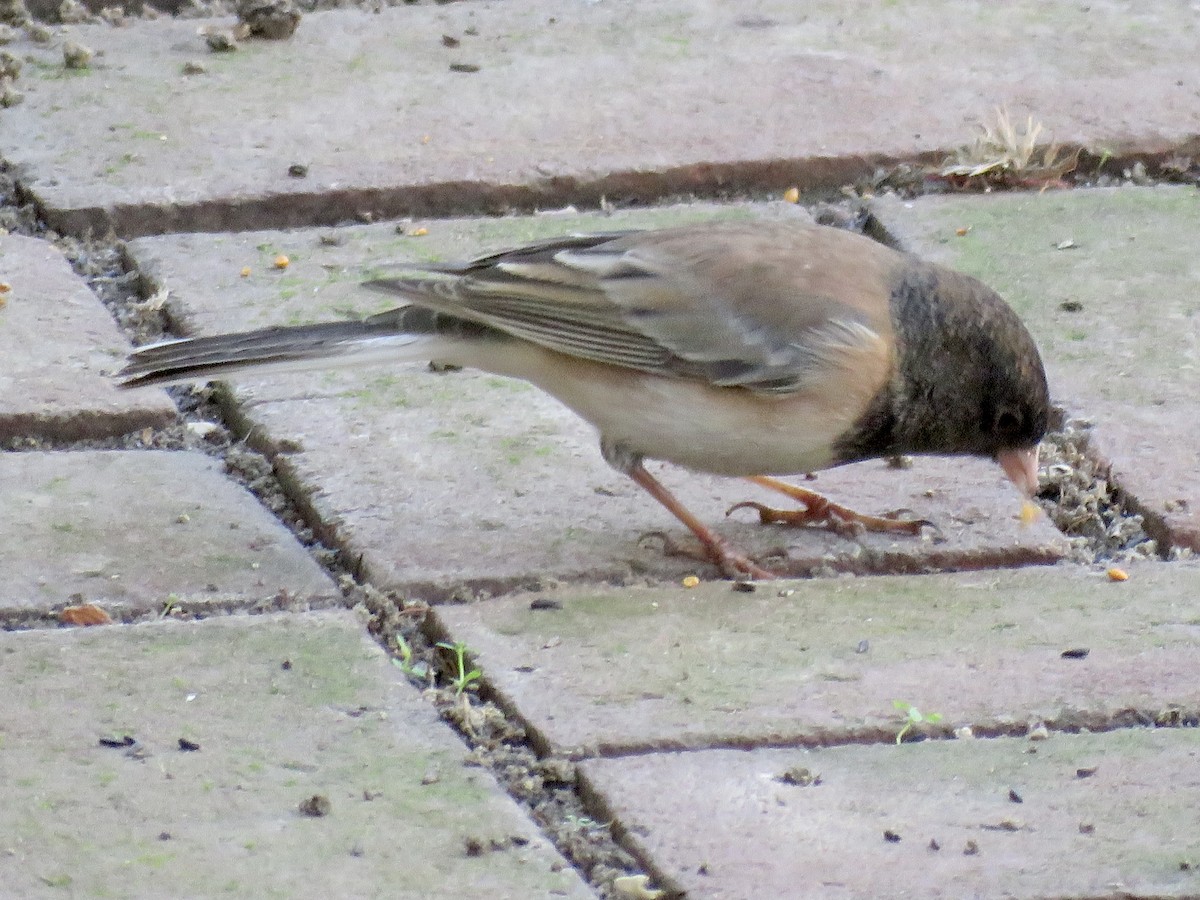 Dark-eyed Junco - ML645242566