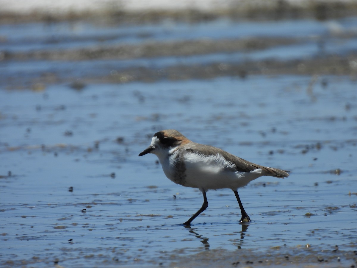 Пісочник степовий - ML645242567