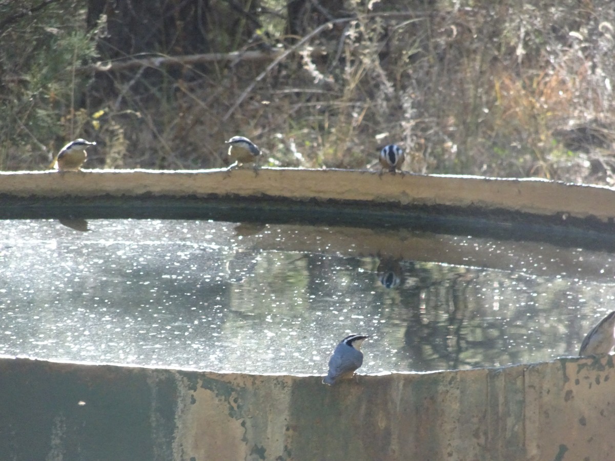 Red-breasted Nuthatch - ML645242568