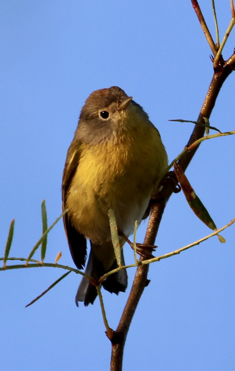 Nashville Warbler - ML645242569