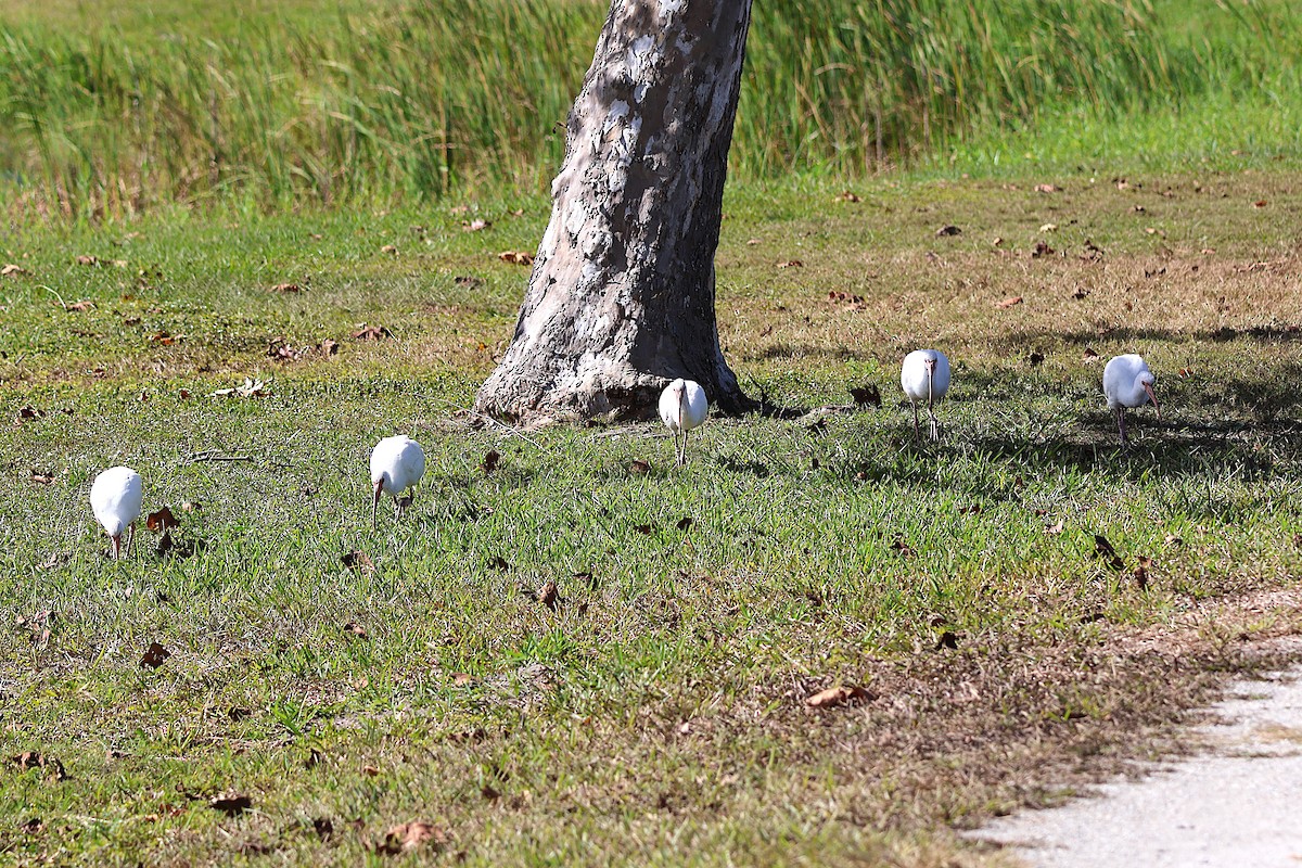 Ak Aynak - ML645242579