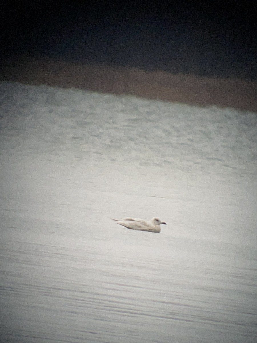 Iceland Gull - ML645242584