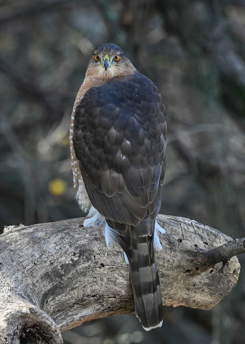 Cooper's Hawk - ML645242588
