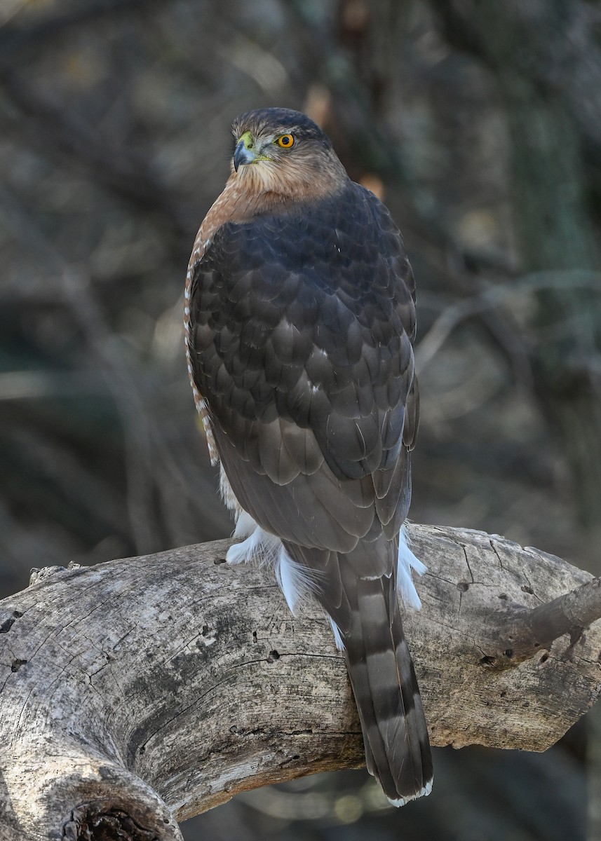 Cooper's Hawk - ML645242589