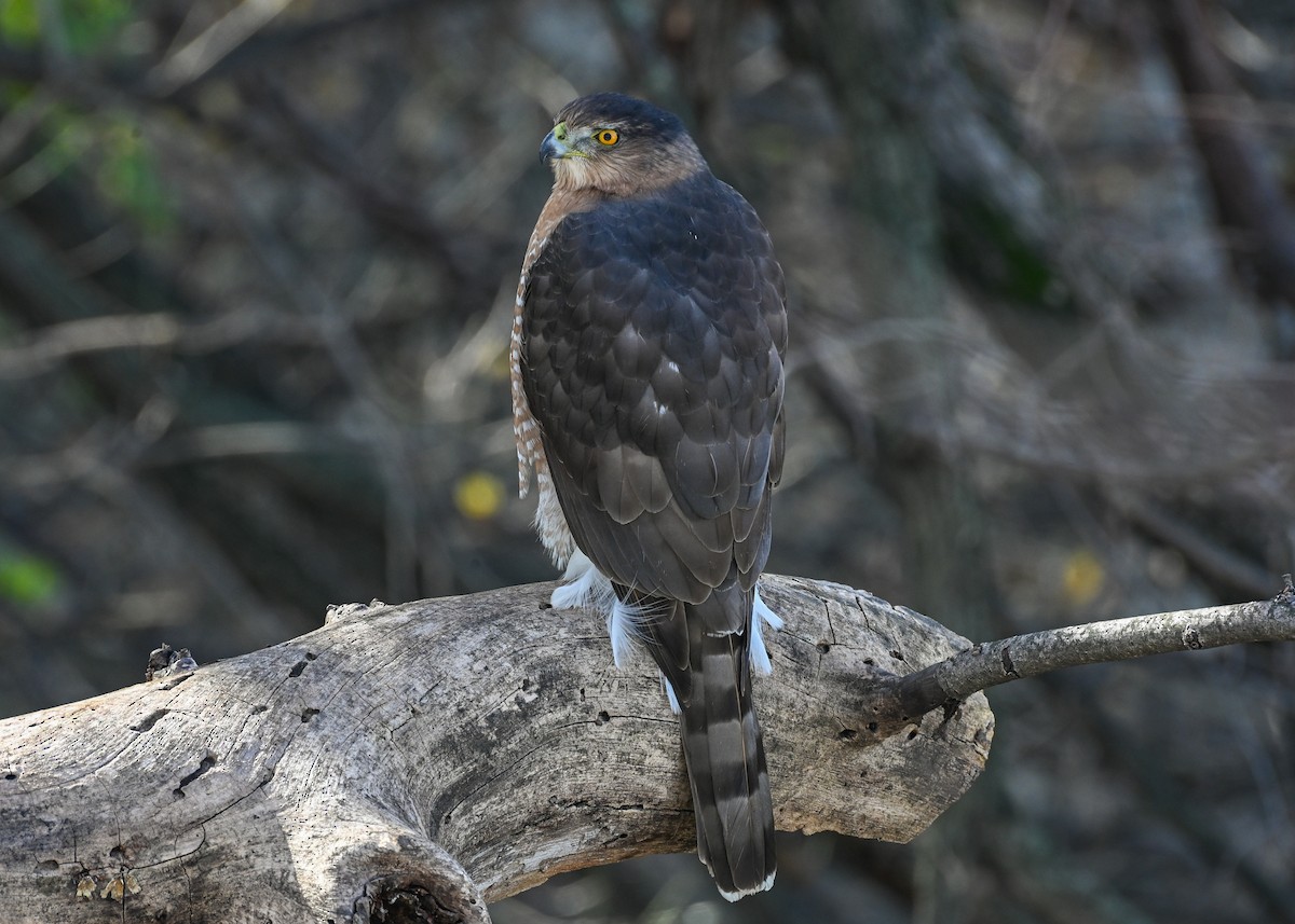 Cooper's Hawk - ML645242590