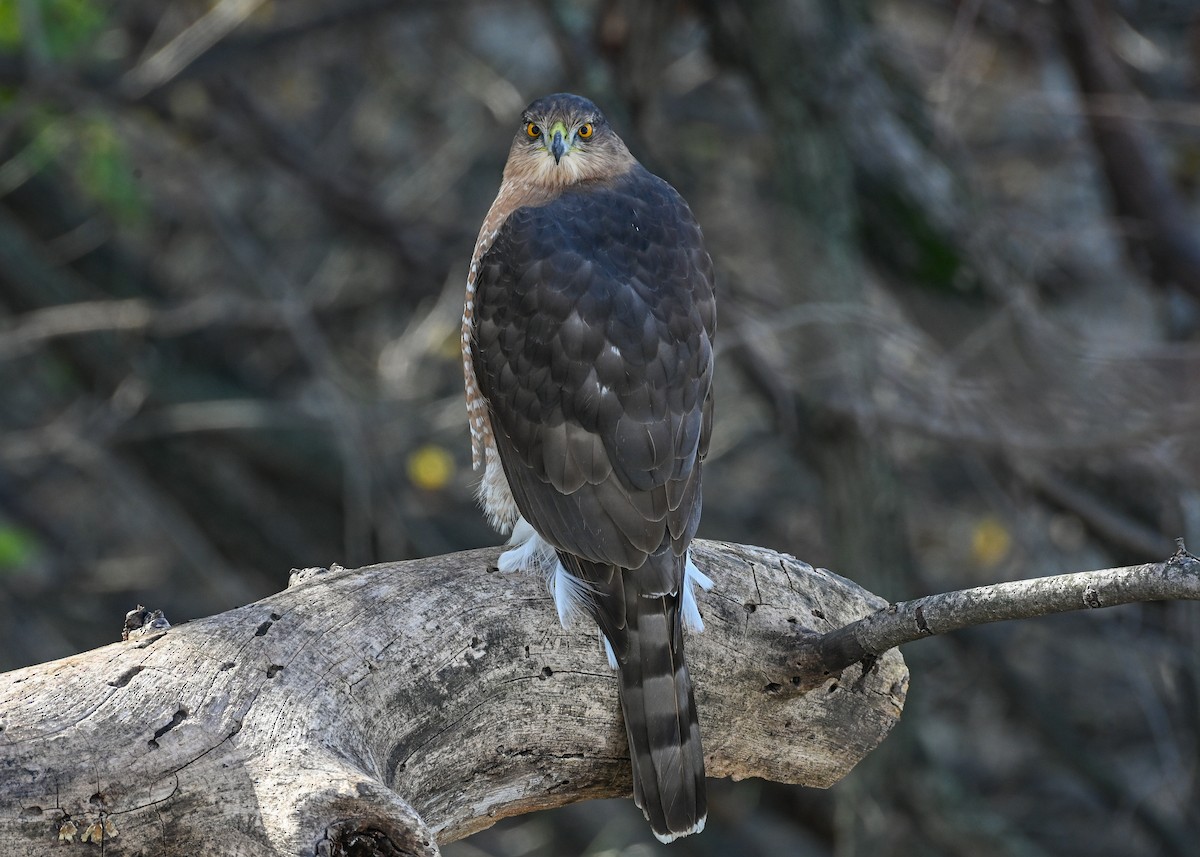 Cooper's Hawk - ML645242591