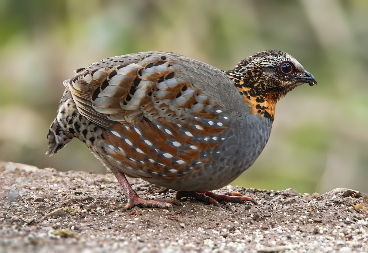 Rufous-throated Partridge - ML645242614