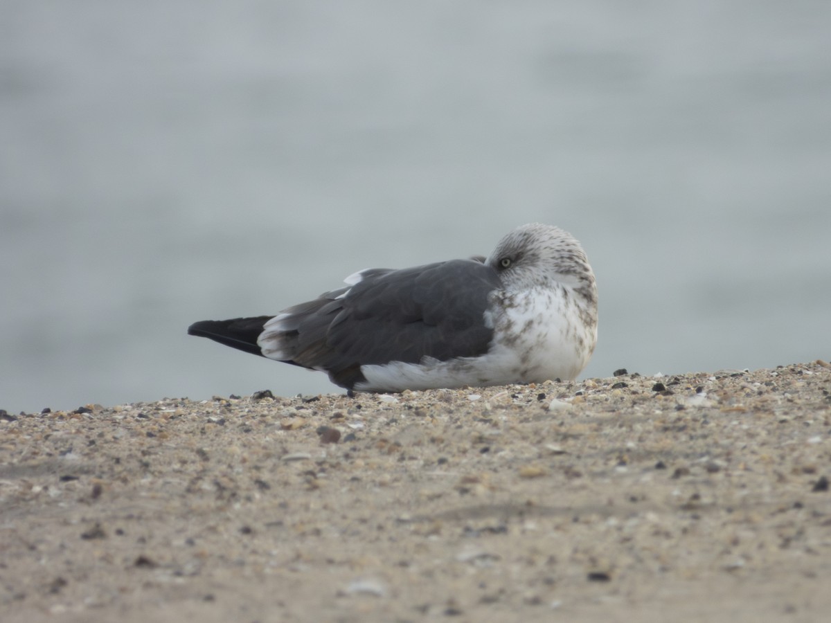 Zafferano - ML645242654