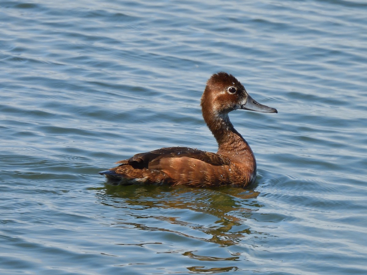 Southern Pochard - ML645242656