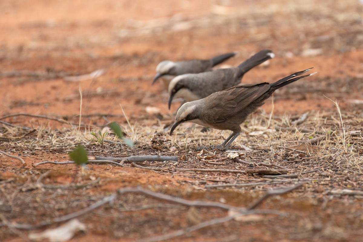 オーストラリアマルハシ - ML645242662