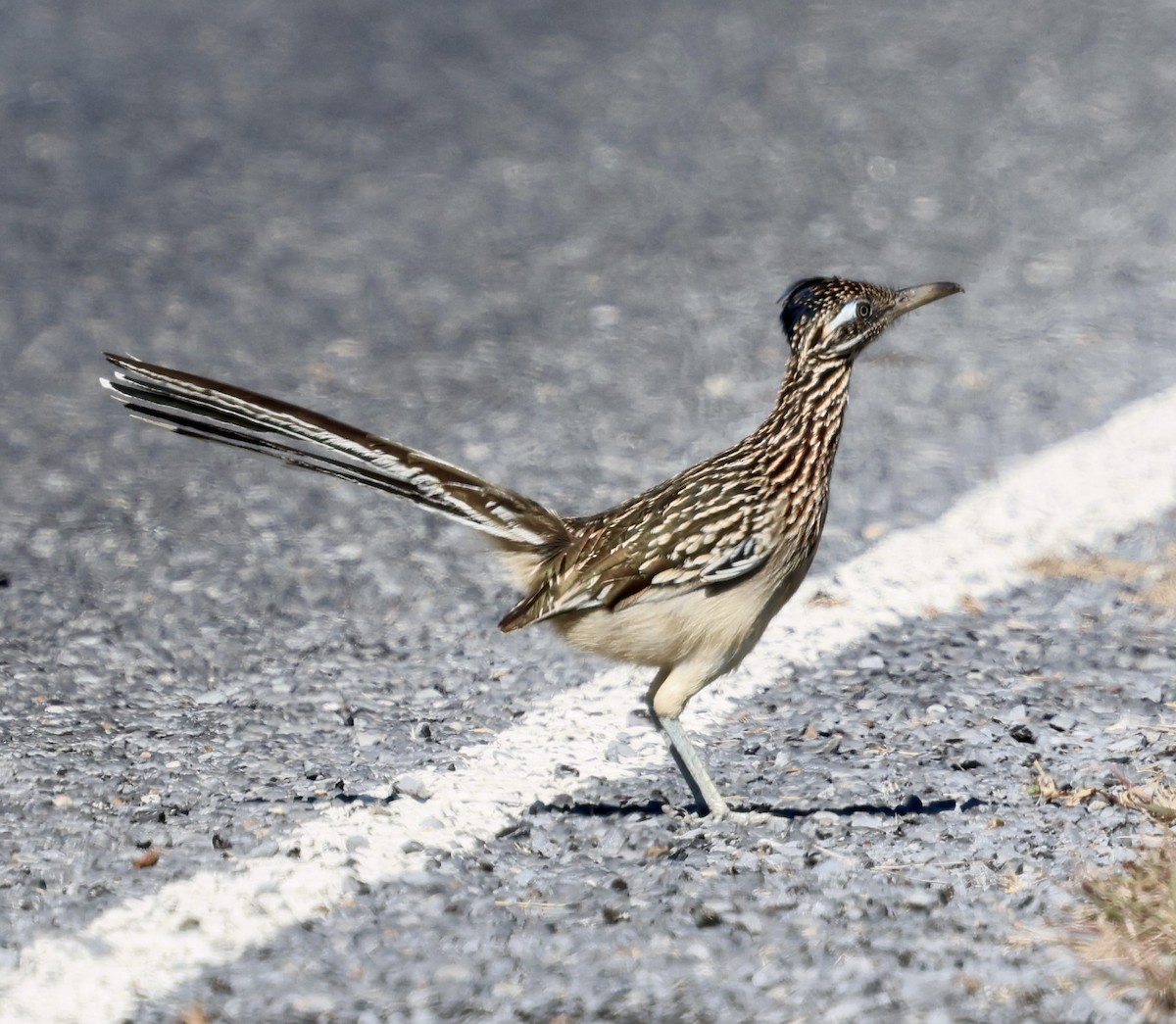 Greater Roadrunner - ML645242667
