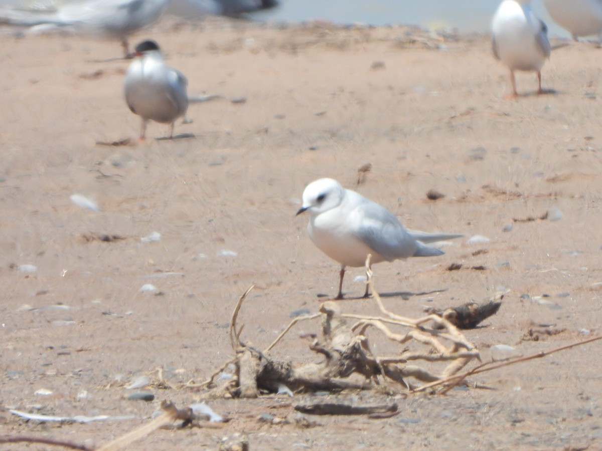 Antxeta arrosa - ML645242671