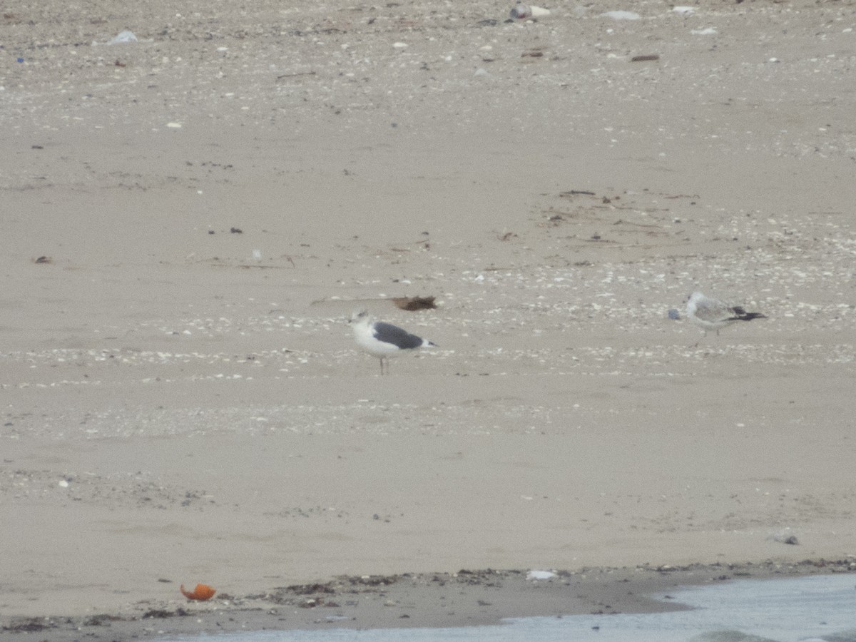 Zafferano - ML645242672